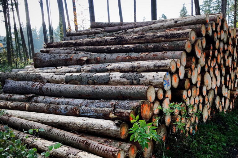 Online Training - Tenaga Teknis Pengelolaan Hutan Produksi Lestari (PHPL)