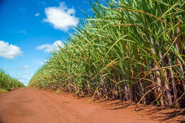 Mitigasi Emisi dan Inovasi Limbah untuk Produksi Berkelanjutan pada Agroindustri Tebu