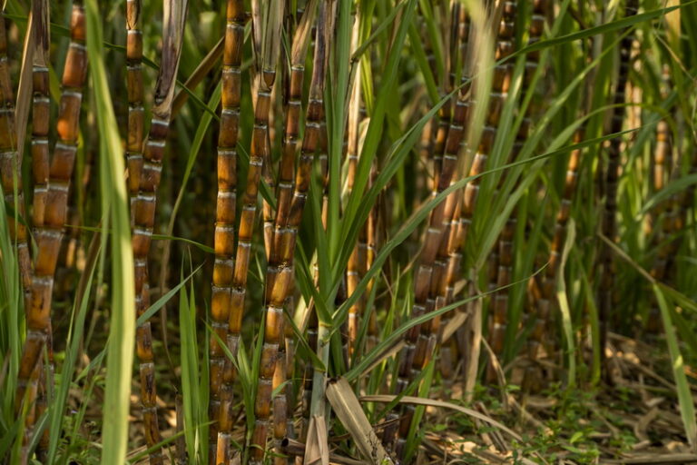 Meningkatkan Kesadaran Kesejahteraan, Keselamatan, dan Produktivitas Tenaga Kerja Agroindustri Tebu