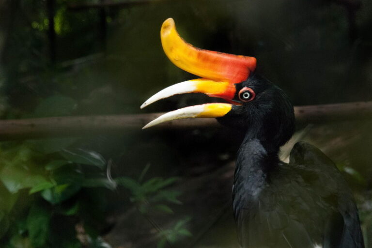 Online Training - High Conservation Value Management