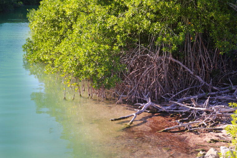 Online Training - Manajemen Kawasan Lindung dan Ekosistem Pesisir