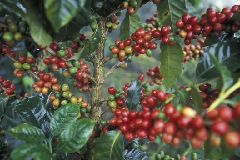 Pengolahan Air dan Tanah pada Perkebunan Kopi