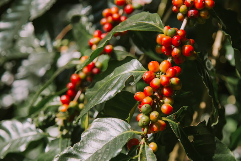 Online Training - Teknik Budidaya Kopi Arabika dan Robusta Modern