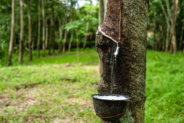 Supervisi Lapangan untuk Mandor dan Asisten Kebun Karet