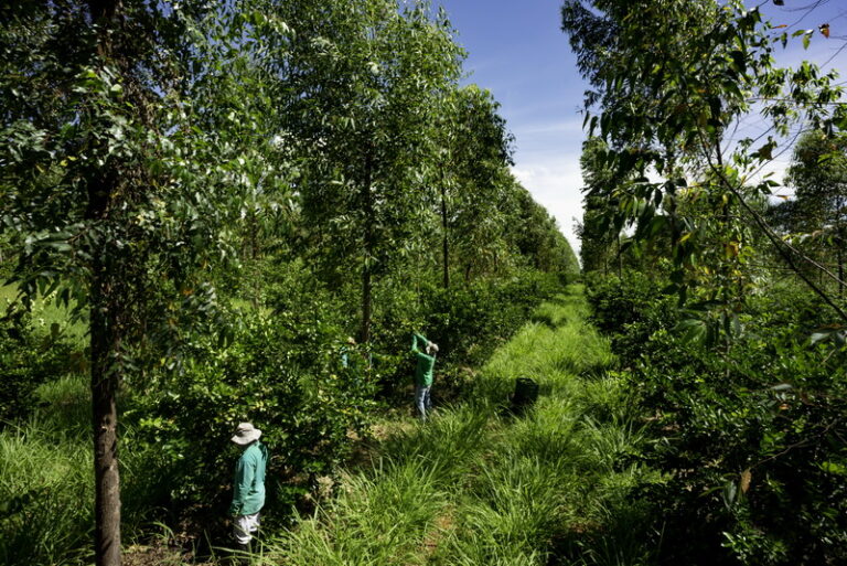 Sistem Pengawasan dan Pengendalian Internal Perkebunan